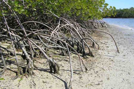 mangrove roots in clay