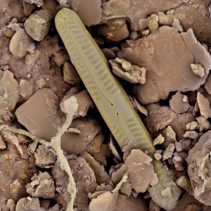 CLAY.diatom.1lowres